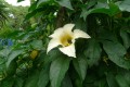 MomordicaCochinchinensis02.jpg
