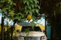 MomordicaCochinchinensis04.jpg