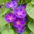 IpomoeaPurpurea05.jpg