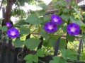IpomoeaPurpurea04.jpg