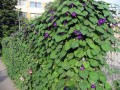 IpomoeaPurpurea02.jpg