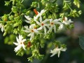 NyctanthesArborTristis02.jpg