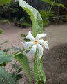 NyctanthesArborTristis01.jpg