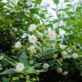 NyctanthesArborTristis03.jpg