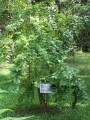 NyctanthesArborTristis04.jpg