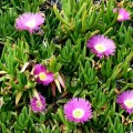 CarpobrotusDeliciosus05.jpg