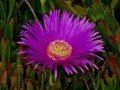 CarpobrotusDeliciosus02.jpg