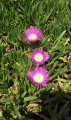 CarpobrotusDeliciosus03.jpg