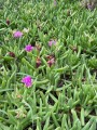 CarpobrotusDeliciosus04.jpg