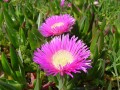 CarpobrotusEdulis04.jpg