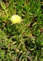 CarpobrotusEdulis05.jpg