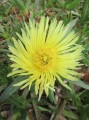 CarpobrotusEdulis02.jpg