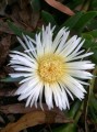 CarpobrotusEdulis03.jpg
