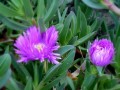 CarpobrotusEdulis01.jpg
