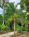 DypsisMadagascariensis01.jpg