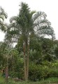 DypsisMadagascariensis03.jpg