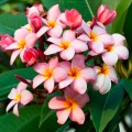 PlumeriaRubra03.jpg