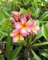 PlumeriaRubra05.jpg