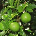 CitrusAurantifolia02.jpg