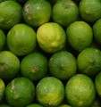 CitrusAurantifolia04.jpg