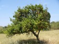 CitrusAurantifolia03.jpg