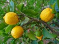 CitrusMedica06.jpg