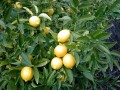CitrusMedica03.jpg