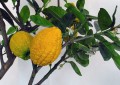 CitrusMedica04.jpg
