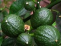 CitrusMedica01.jpg