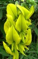 CrotalariaAgatiflora01.jpg