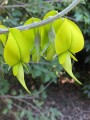 CrotalariaAgatiflora02.jpg