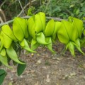 CrotalariaAgatiflora04.jpg