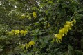 CrotalariaAgatiflora03.jpg