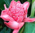 EtlingeraElatiorPink01.jpg
