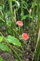 EtlingeraElatiorPink02.jpg
