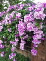 MansoaAlliacea01.jpg