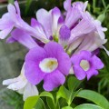 MansoaAlliacea02.jpg