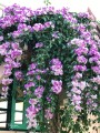 MansoaAlliacea03.jpg