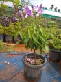 MansoaAlliacea04.jpg