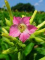 NicotianaTabacum02.jpg