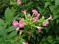 NicotianaTabacum04.jpg
