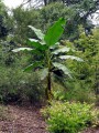 MusaMekongGiant01.jpg