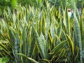 SansevieriaHyacinthoides04.jpg