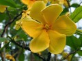 GardeniaSootepensis02.jpg