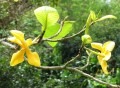 GardeniaSootepensis03.jpg