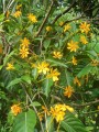 GardeniaSootepensis04.jpg
