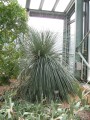 DasylirionGlaucophyllum01.jpg