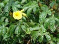 DistimakeTuberosus01.jpg