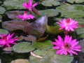 NymphaeaPubescens03.jpg