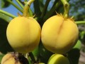 JatrophaCurcas04.jpg